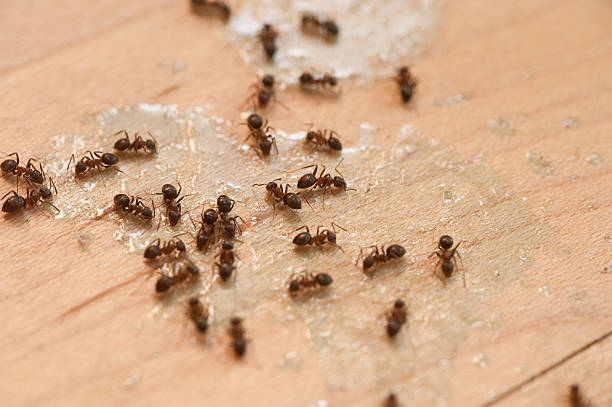 Best Bed Bug Extermination  in Ballenger Creek, MD