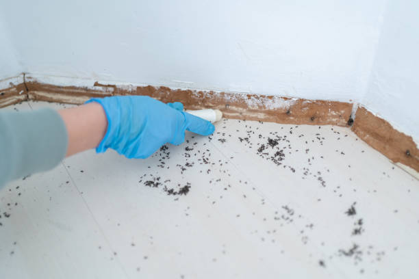 Professional Pest Control in Ballenger Creek, MD